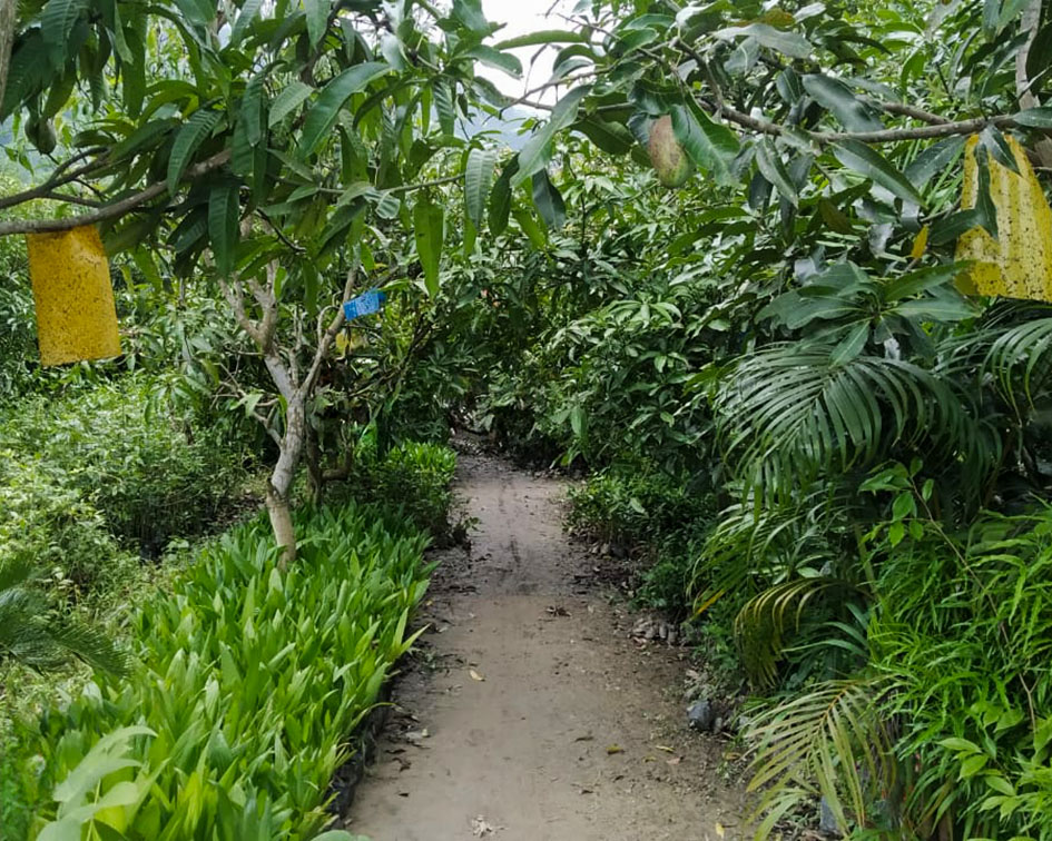 https://daffodilagricol.com/wp-content/uploads/2025/04/Mother-plant-Daffodil-College-og-Agriculture.jpg